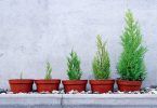 Five TRees In Pots