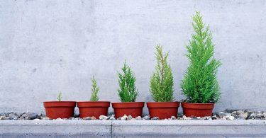 Five TRees In Pots